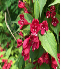 19usd Ngryise 1000pcs Weigela florida seed