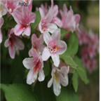 19usd Ngryise 1000pcs Weigela coraeensis seed