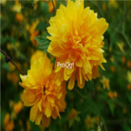 19usd Ngryise 1000pcs Kerria japonica seed