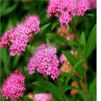 19usd Ngryise 3000pcs Spiraea japonica seed