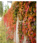 19usd Ngryise 1000pcs Parthenocissus quinquefolia seed