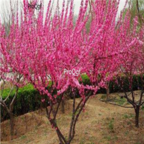 19usd Ngryise 500pcs Amygdalus triloba seed