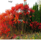 19usd Ngryise 1000pcs Rhus Typhina seed