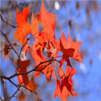 19usd Ngryise 500pcs Acer truncatum Bunge seed