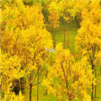 19usd Ngryise 500pcs gold Sophora seed