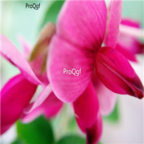 19usd Ngryise 500pcs Lespedeza Michx seed