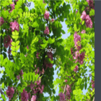 19usd Ngryise 500pcs Robinia pseudoacacia seed