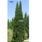 19usd Ngryise 500pcs Sabina chinensis see