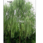 19usd Ngryise 500pcs Salix matsudana  seed