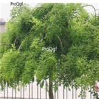 19usd Ngryise 500pcs Sophora japonica seed