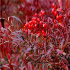 19usd Ngryise 300pcs Nandina domestica seed