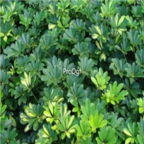 19usd Ngryise 500pcs Schefflera octophylla seed