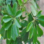 19usd Ngryise 500pcs Schefflera arboricola seed