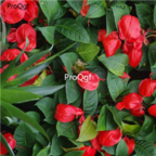 19usd Ngryise 500pcs Anthurium scherzerianum  seed