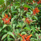 19usd Ngryise 500pcs hamelia patens seed