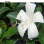 29usd Ngryise 1pcs Fagraea ceilanica plant