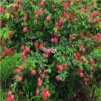 19usd Ngryise 5000pcs Calliandra haematocephala seed