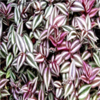 19usd Ngryise 100pcs Tradescantia zebrina seed