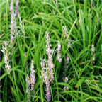 19usd Ngryise 500pcs Reineckia carnea seed