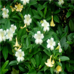 19usd Ngryise 100pcs Fagraea ceilanica seed