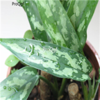 19usd Ngryise 100pcs Aglaonema commulatum seed