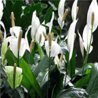 19usd Ngryise 100pcs Spathiphyllum kochii seed