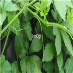 18usd Prodgf 2000Pcs a set Gynostemma pentaphyllum seed