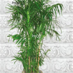 18usd Ngryise 300pcs Pritchardia gaudichaudii seed