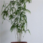 18usd Ngryise 300pcs Bambusa multiplex seed