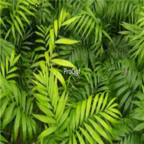18usd Ngryise 300pcs Chamaedorea elegans seed