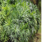 18usd Ngryise 1000pcs Rhapis excelsa seed