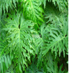 18usd Ngryise 100pcs Philodendron bipinnatifidum seed