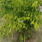 18usd Ngryise 300pcs Caryota ochlandra seed