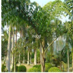 18usd Ngryise 300pcs Caryota urens seed