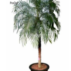 18usd Ngryise 100pcs Phoenix roebelenii seed