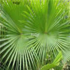 18usd Ngryise 100pcs Livistona chinensis seed