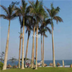 18usd Ngryise 100pcs Archontophoenix alexandrae seed