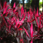 18usd Ngryise 100pcs Cordyline fruticosa seed