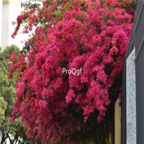 18usd Ngryise 100pcs Bougainvillea spectabilis seed