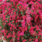 18usd Ngryise 5000pcs Rhododendron azalea seed
