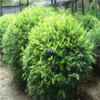 18usd Ngryise 1000pcs Murraya exotica seed