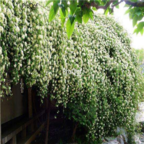 18usd Ngryise 1000pcs Rosa banksiae seed