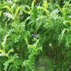 18usd Ngryise 100pcs Zanthoxylum piperitum seed