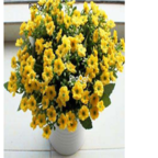 18usd Ngryise 100pcs Aglaia odorata seed