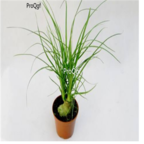 28usd Ngryise 50pcs Beaucarnea recurvata seed