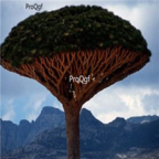 29usd Ngryise 1pcs Dracaena draco plant