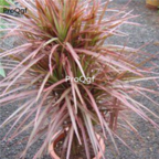 18usd Ngryise 50pcs Dracaena marginata seed