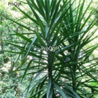 18usd Ngryise 30pcs Yucca elephantipes seed