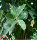 18usd Ngryise 50pcs Ficus elastica seed