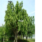 28usd Ngryise 50pcs Ficus altissima seed